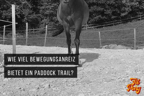 FYP wie viel bewegt sich ein Pferd am Paddock Trail?